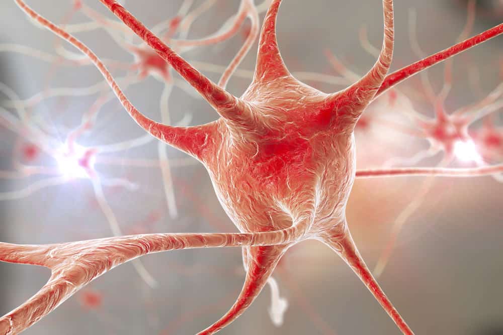 Нейрон улитки. Нервные клетки в сердце. Нервная клетка на ножках. 3d нервная клетка одна. Нервная клетка печени.