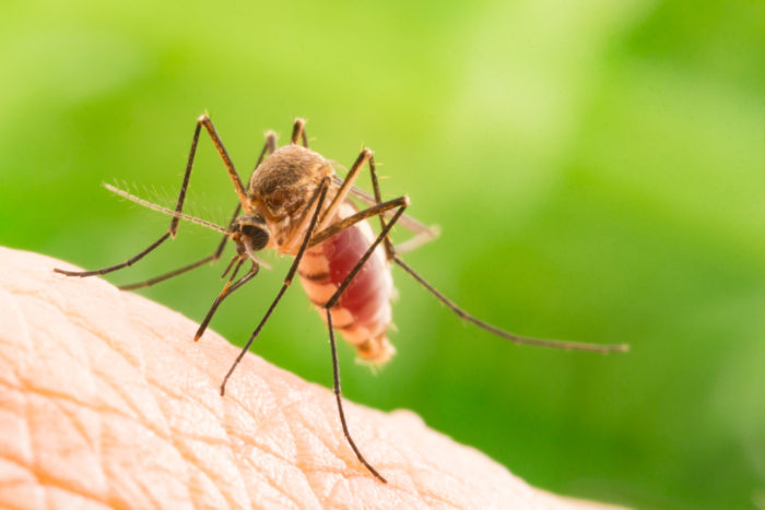 миф о малярии