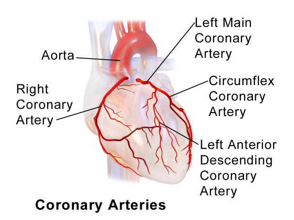 коронарная артерия