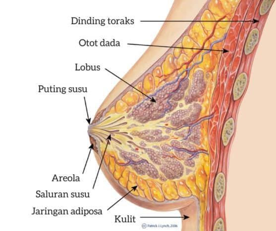 анатомия груди