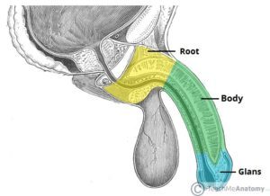 Анатомия полового члена, вид сбоку (источник: Teach Me Anatomy)