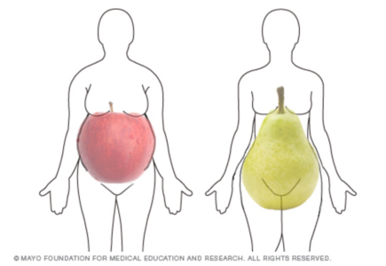 форма тела яблок и груш