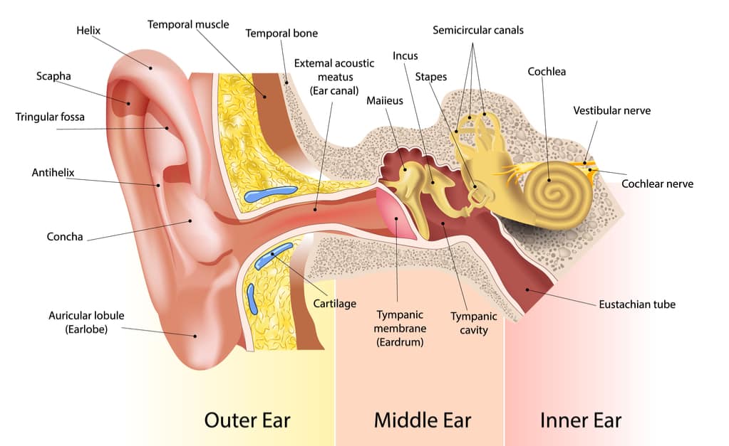 часть уха