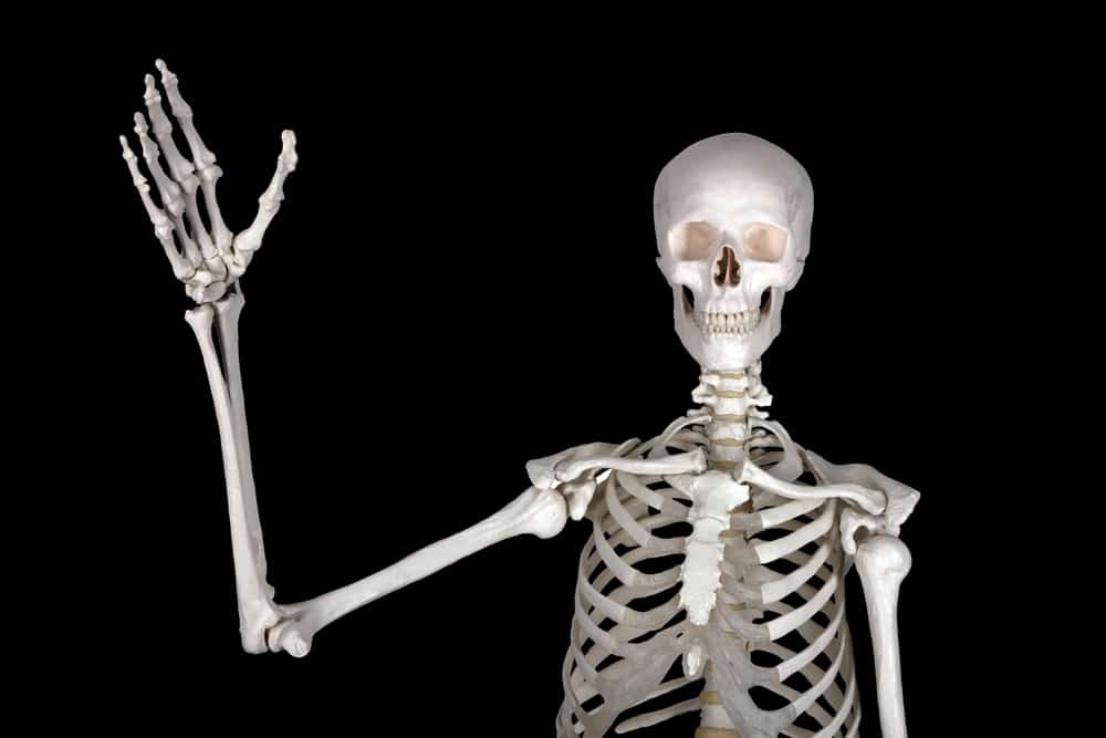 Про скелет человека. Скелет человека. Скелет машет рукой. Человеческие кости. Снимок скелета.