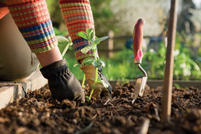 польза садоводства для здоровья