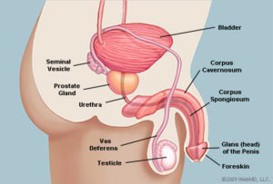 Анатомия полового члена выглядит боком (источник: WebMD)