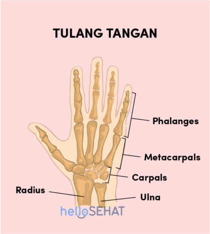 изображение кости руки