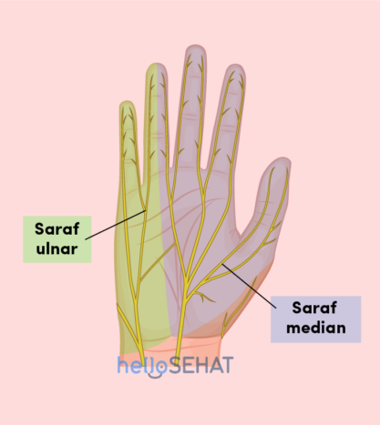 изображение руки - срединный локтевой нерв