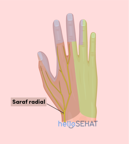 изображение руки - лучевой нерв
